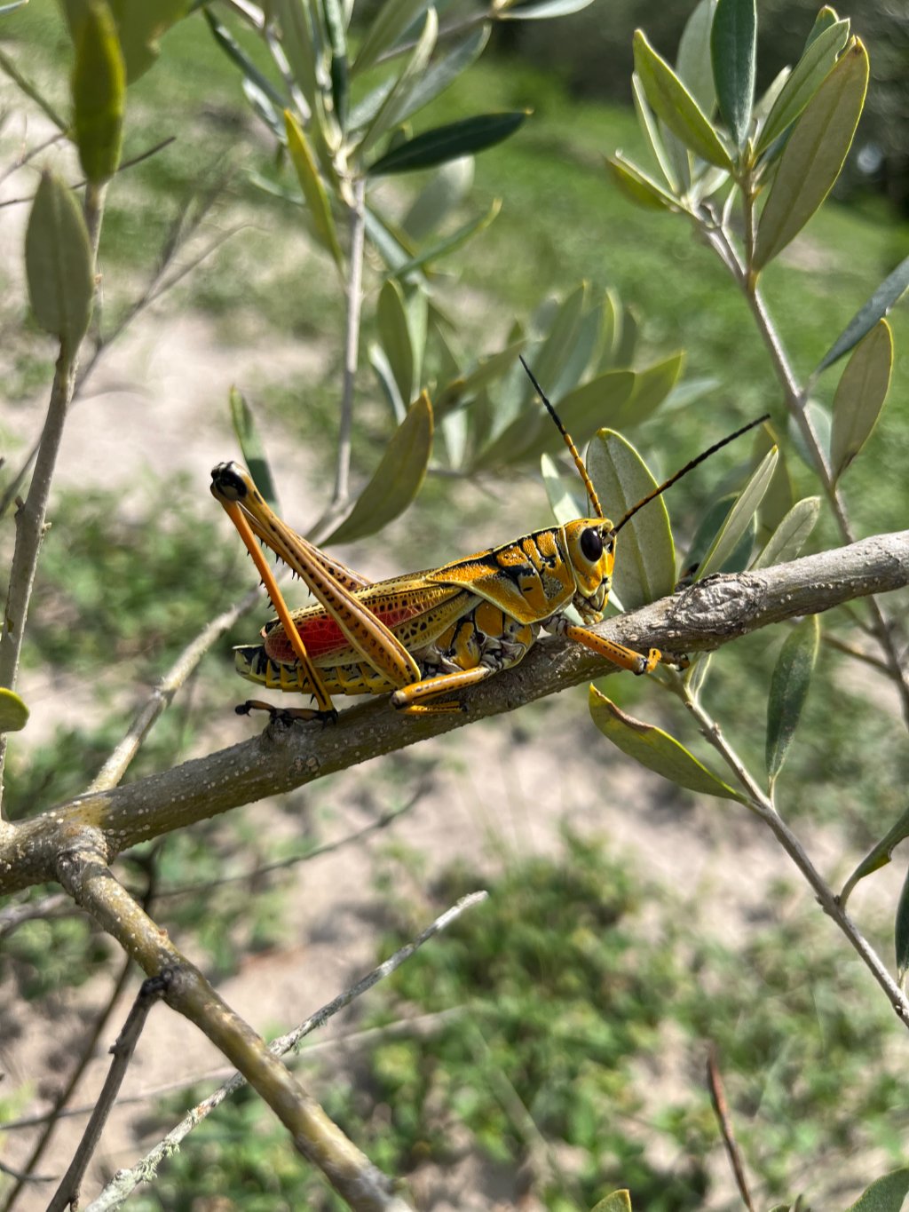 image-963446-Grasshopper-c51ce.w640.JPG